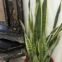 گل آپارتمانی سانسوریا لب طلایی|گل و گیاه طبیعی|قدس, شهرقدس|دیوار