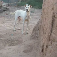 سگ گمشده|حیوانات|تربت جام, معدآباد|دیوار