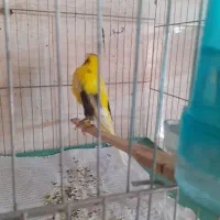 قناری مولد|پرنده|رباطکریم, انجم آباد|دیوار