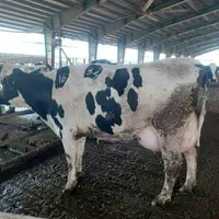 کره حیوانی کز دار|خوردنی و آشامیدنی|خرمآباد, |دیوار