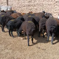 بره نر و بزغاله