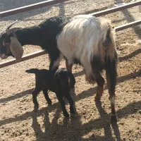 فروش بز|حیوانات مزرعه|جعفرآباد, |دیوار