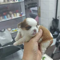 واگذاری شیتزو