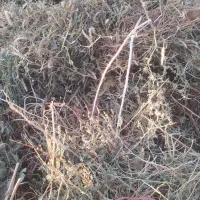 علف خشک(بیده)