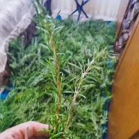 گیاه خشک رزماری و استاقدوس
