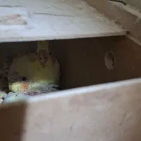 جفت عروس مولد با جوجه|پرنده|اهواز, دانشگاه چمران|دیوار