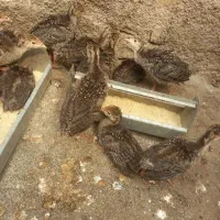 بوقلمون