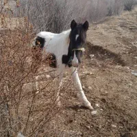 اسب|اسب و تجهیزات اسب‌سواری|تهران, بوستان سرخه حصار|دیوار