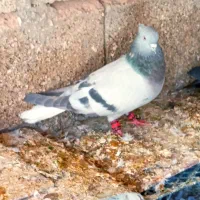 کفتر اتیغه|پرنده|شیراز, نارنجستان|دیوار