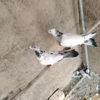 کبوتر تهرانی کله دم سبز