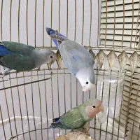 طوطی برزیلی