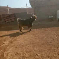 بعیه تخمی|حیوانات مزرعه|دزپارت, |دیوار