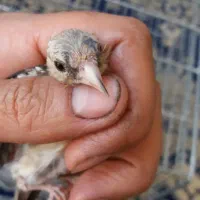 فروش یه عدد  سهره نر ودوعددماده|پرنده|ساوه, |دیوار