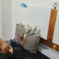 عروس هلندی مولد نر سخنگو