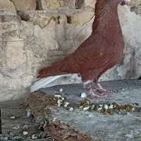 کبوتر رنگی سرخ دمسفیدخون دم سیاه بسته