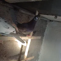 پیازی لک دار