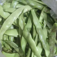 لوبیا درختی محلی(سسپیله)