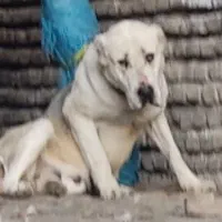 آلابای روسی ماده دمه فحل|سگ|تهران, تهرانپارس شرقی|دیوار