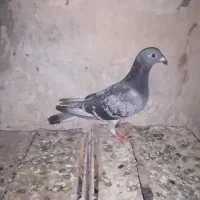 تعدادی هشتا ماده پلاکی دونه 200همش با هم