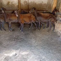 گوسفند