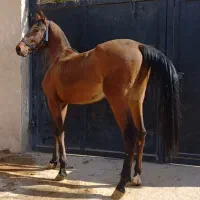 اسب فروشی زیر قیمت  تعداد ۱۰ راس|اسب و تجهیزات اسب‌سواری|زرقان, |دیوار