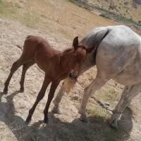 مادیون ترکی با کره عرب ماده