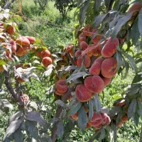 ارقام نهال های هلو شلیل هلوانجیری