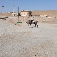 کره مادیان|اسب و تجهیزات اسب‌سواری|بن, |دیوار