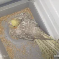 عروس هلندی ماده|پرنده|فرخشهر, |دیوار