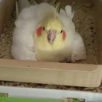 عروس هلندی نر ماده