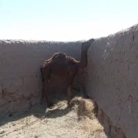 شتر فروشی