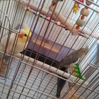 فروش جفت عروس هلندی سالم و اهلی همراه با قفس