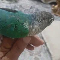 گرینچیک تراکوئیس