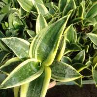 گل طبیعی بلک گلد (سانس پاکوتاه) گلدون ۱۰|گل و گیاه طبیعی|زرگرشهر, |دیوار