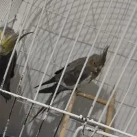 عروس هلندی مولد رو تخم کفتر قناری طوطی