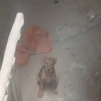 توله سگ|سگ|رباط‌کریم, شهرک صنعتی نصیرآباد|دیوار