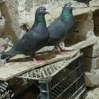 نرو ماده زاغ کیلومتری