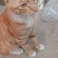 گربه اهلی خانگی