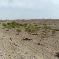 سه هزار متر زمین|فروش زمین و ملک کلنگی|سبزوار, کراب|دیوار