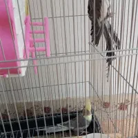 عروس هلندی|پرنده|درگزین, |دیوار