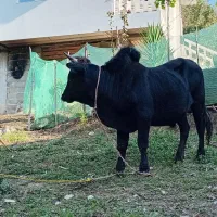 گاو و کل محلی دست پا بلند|حیوانات مزرعه|رحیمآباد, |دیوار