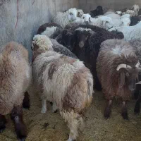 بز و بره چاق|حیوانات مزرعه|مرودشت, رامجرد یک|دیوار