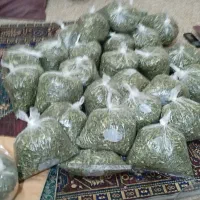 تره کوهی بروجن سبزکوه
