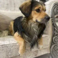 سگ نر اشپیتز گمشده در پسماند اراک