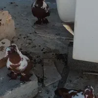 کبوتر