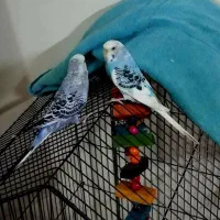 یه جفت مرغ عشق مولد شده تخم گذار