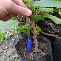 نهال کیوی تلخ (بذری)