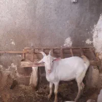 بز کهره سانن نر
