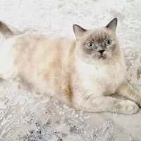 بریتیش ماده ۲ساله