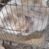 خرگوش لوپ